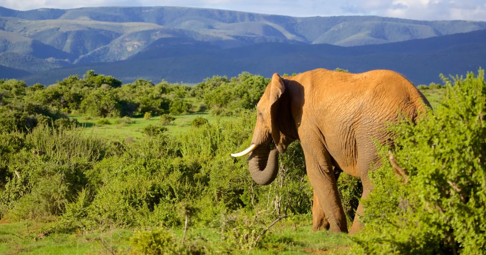 Top Things to Do in Port Elizabeth (Gqeberha) 2025 – Wildlife, Adventure & Culture
