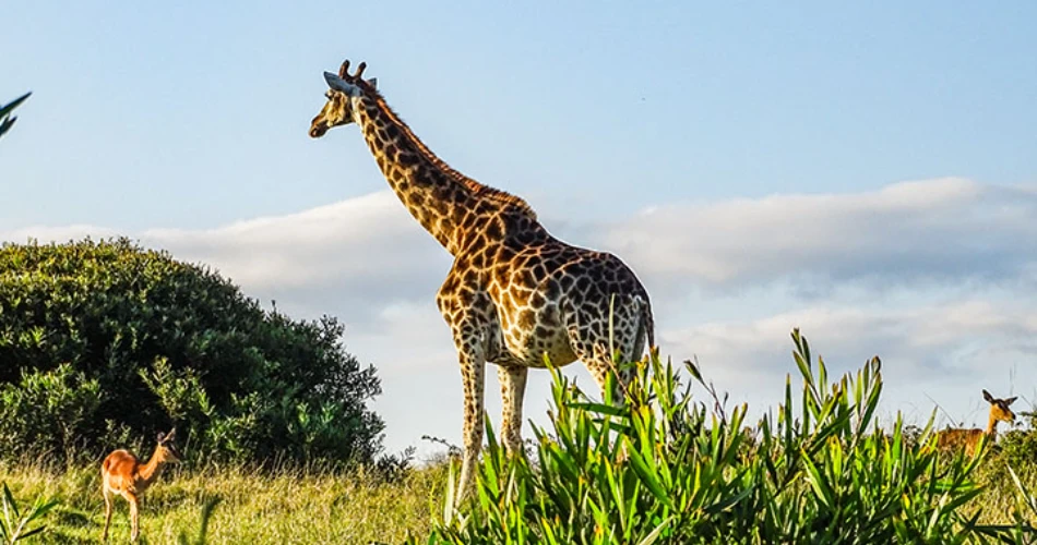 Top Attractions in Port Elizabeth: Discover the Best Sights and Experiences